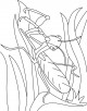 Leaf Mantis Coloring Page