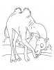 Lonely domestic camel coloring page