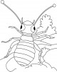 Louse Coloring Page