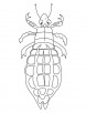 Louse crown for winners coloring pages