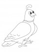Mountain quail coloring page