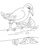 Myna Coloring Page