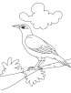 A cute myna bird coloring page