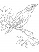 A beautiful myna bird coloring page