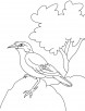 Common Indian myna sitting on the rock coloring page