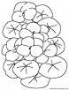 Nasturtium flowers coloring page
