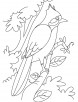 Nightingale perched on a branch coloring page