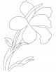 Canna Flower Coloring Page