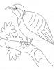 Resting beautiful partridge coloring page
