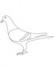 Pigeon coloring sheet