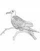 Frigatebird Coloring Page