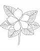 Periwinkle Flower Coloring Page