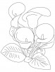 Red canna coloring page