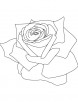 Rose petals coloring page