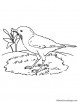 Rufous bellied thrush coloring page