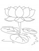 Sacred lotus coloring page