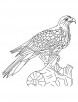 shinned hawk coloring page