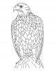 Golden Eagle Coloring Page