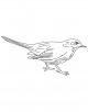 Common Blackbird Coloring Page