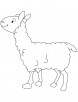 Small lamb coloring page