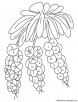 Small orchid coloring page