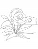 Carnation Coloring Page