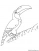 Toco toucan coloring page