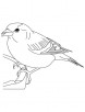 True finch bird coloring page
