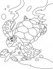 Turtle, searching something coloring pages