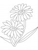 Two red daisy coloring page