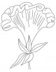 Cockscomb Coloring Page