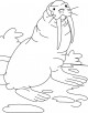 Walrus Coloring Page