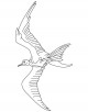 Frigatebird Coloring Page