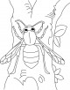 Wasp Coloring Page