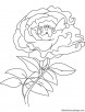 White peony coloring page
