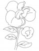 White sweet pea coloring page