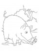 Wild Boar searching food coloring pages