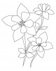 Columbine Flower Coloring Page
