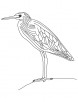 Yellow bittern coloring page