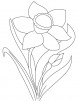 Yellow daffodil coloring page