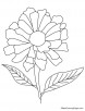 Yellow zinnia coloring page