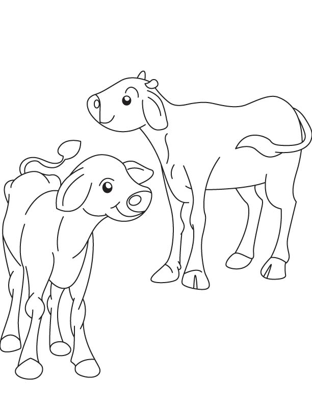 Two ox calf coloring page