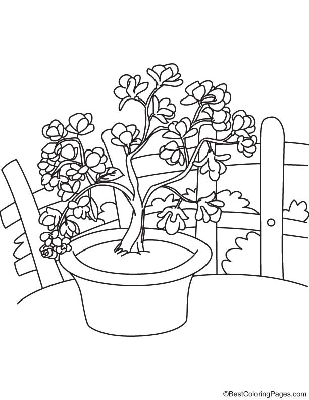 Magnolia flowers coloring page