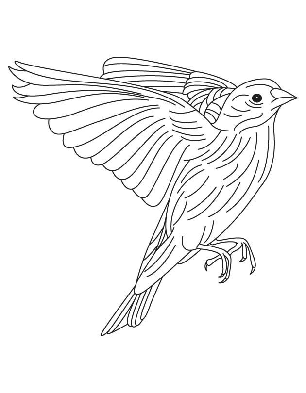American Goldfinch coloring page
