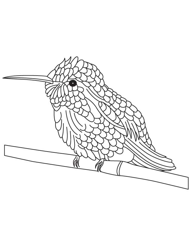 Black chinned hummingbird coloring page