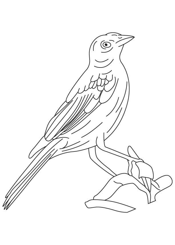 Bronzed cowbird coloring page