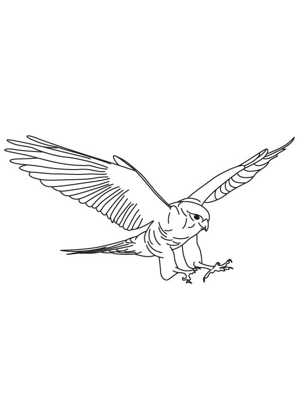 Brown Falcon in flight coloring page