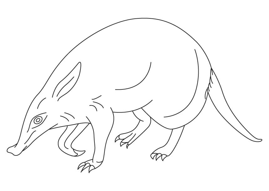 Cape anteater coloring page