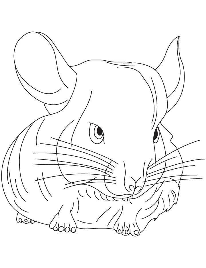Small chinchilla coloring pages