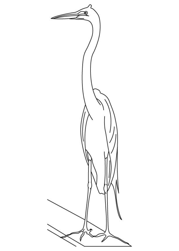 Chinese egret coloring page